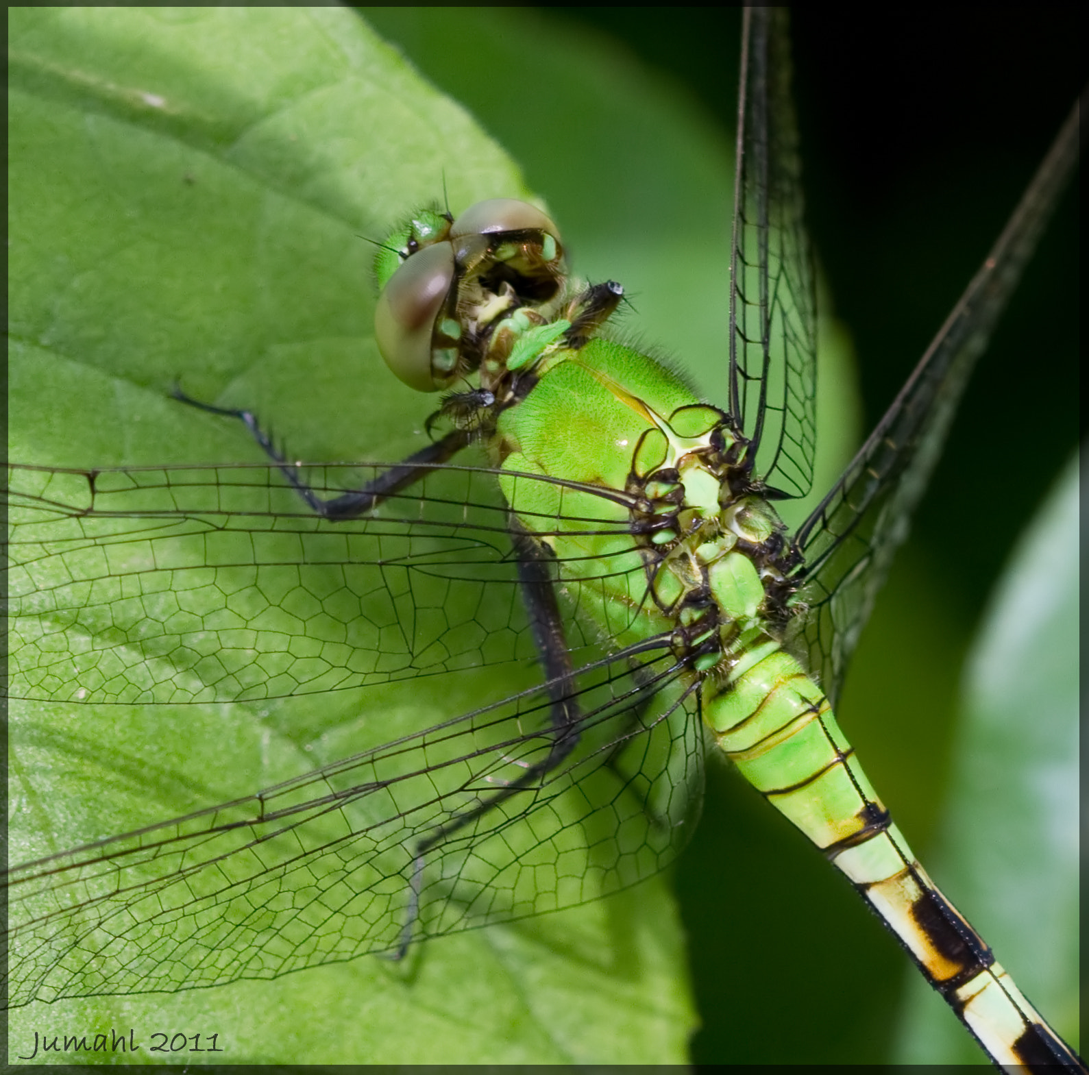 Canon EOS 7D + Canon EF 100mm F2.8 Macro USM sample photo. Closeup photography