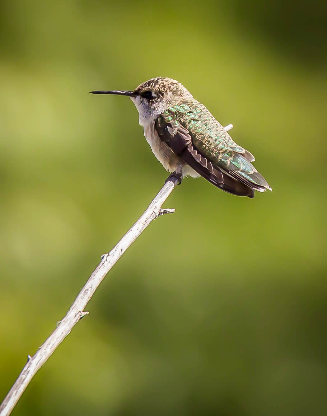 Canon EF 70-300mm F4-5.6L IS USM sample photo. Little perched hummingbird photography