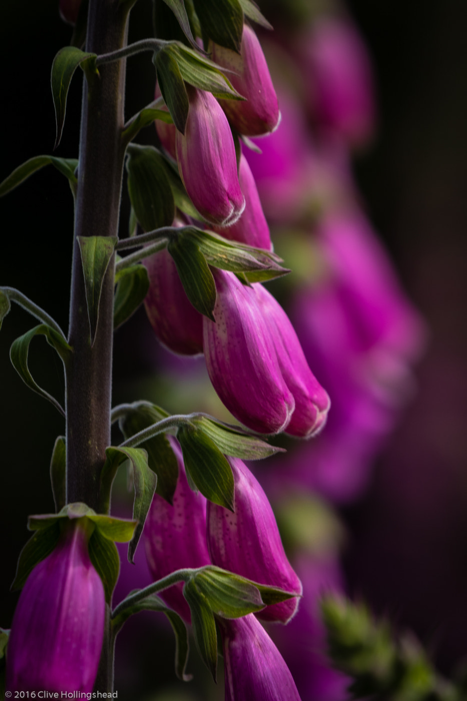 Canon EF 100-400mm F4.5-5.6L IS II USM sample photo. The wild foxglove photography