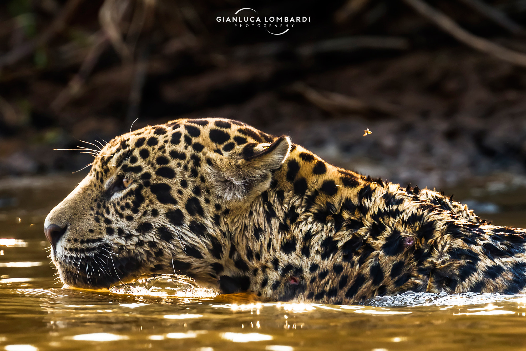 Canon EF 300mm F2.8L IS II USM sample photo. Swimming in the gold photography