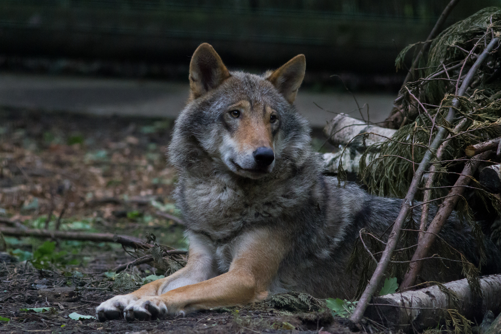 Canon EOS 7D + Canon EF 400mm F5.6L USM sample photo. Wolf's den photography