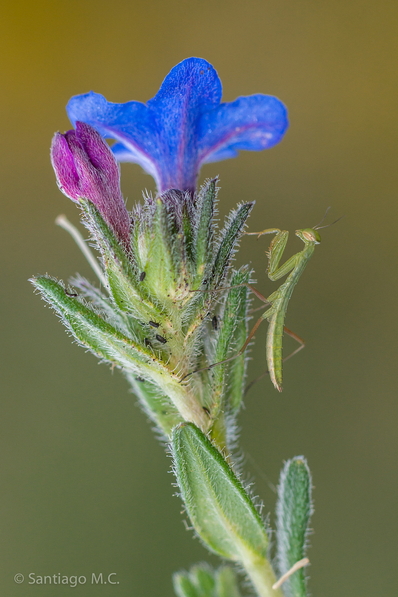 Sony SLT-A77 + Sony 100mm F2.8 Macro sample photo. Mini-mantis religiosa photography