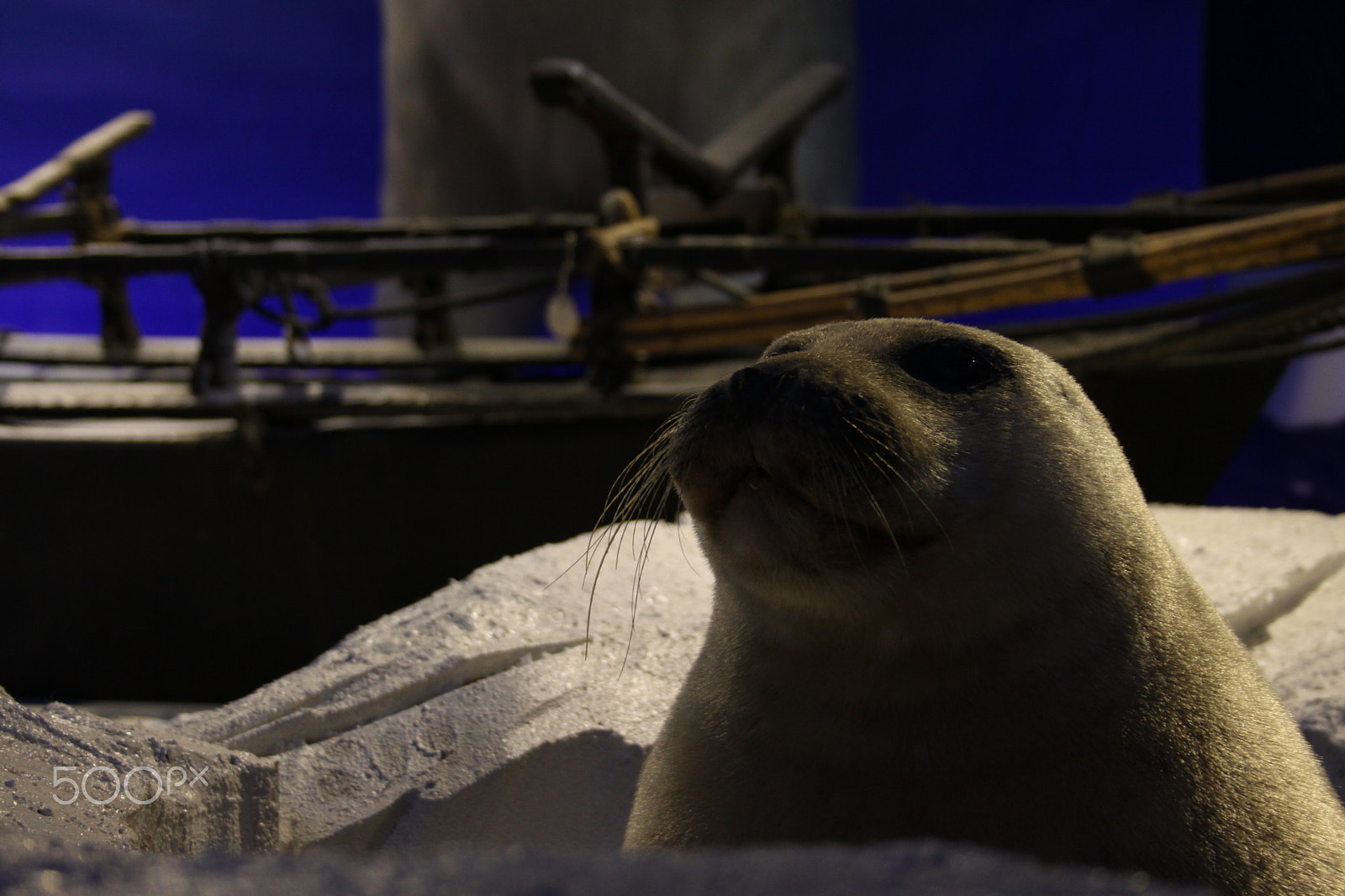 Canon EF-S 18-55mm F3.5-5.6 sample photo. A model seal at the fram museum in oslo photography