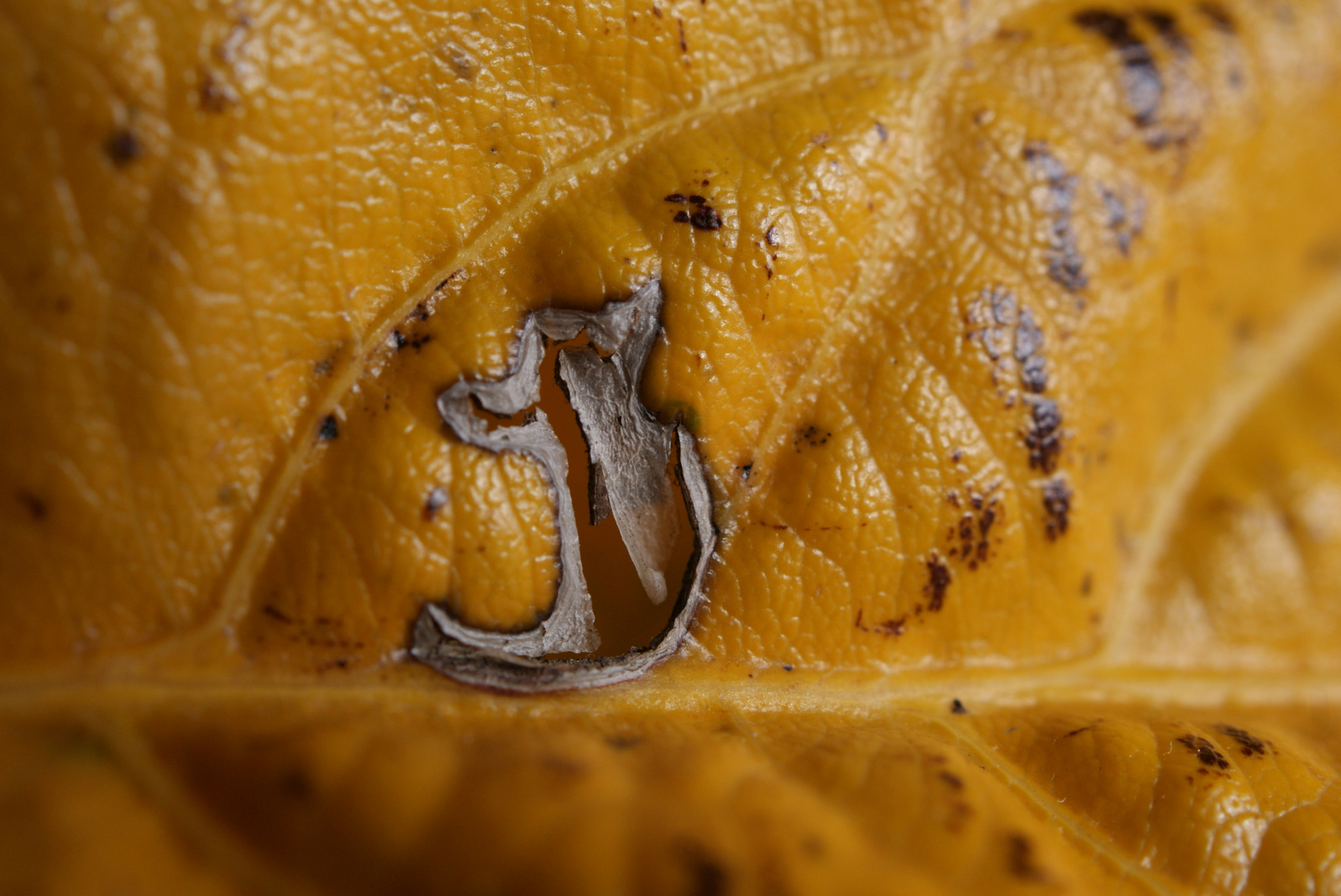 Sony Alpha DSLR-A330 + Sony DT 30mm F2.8 Macro SAM sample photo. Ferida photography