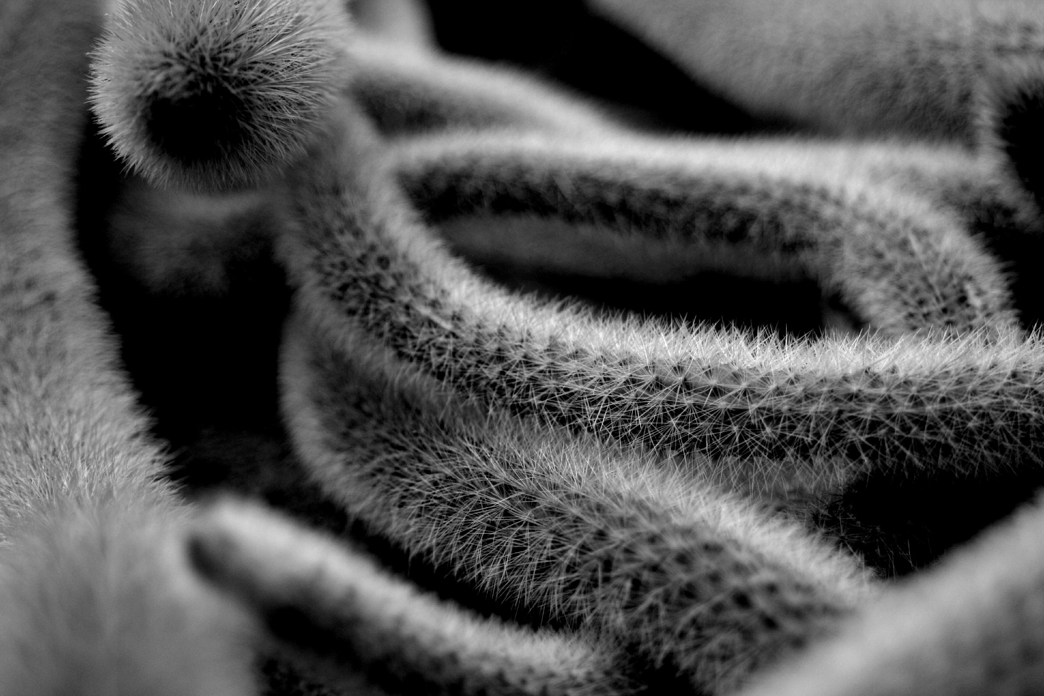 Canon EF 28-80mm f/3.5-5.6 sample photo. Cactus snake photography