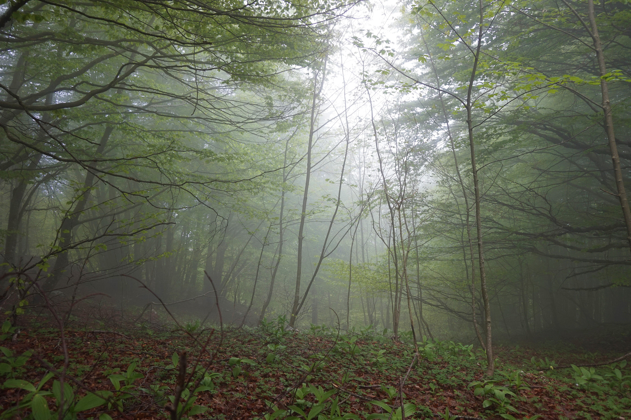 Sony E 16-50mm F3.5-5.6 PZ OSS sample photo. Bosco photography