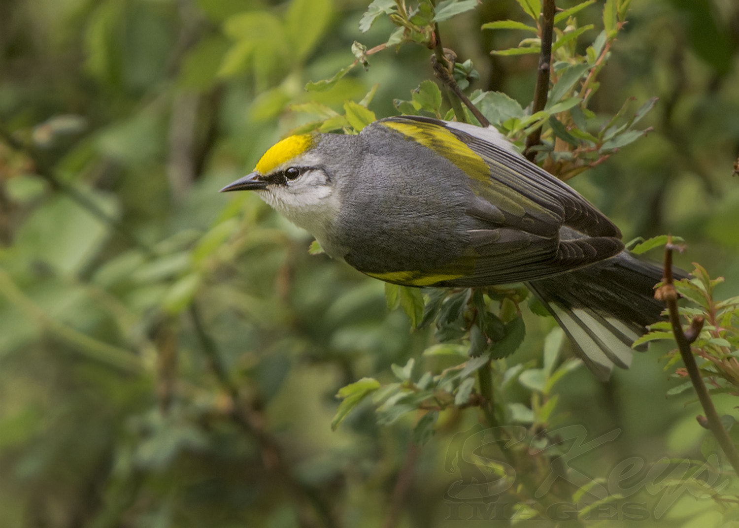 Nikon D7200 + Sigma 500mm F4.5 EX DG HSM sample photo. Golden cap (brewster's warbler) photography