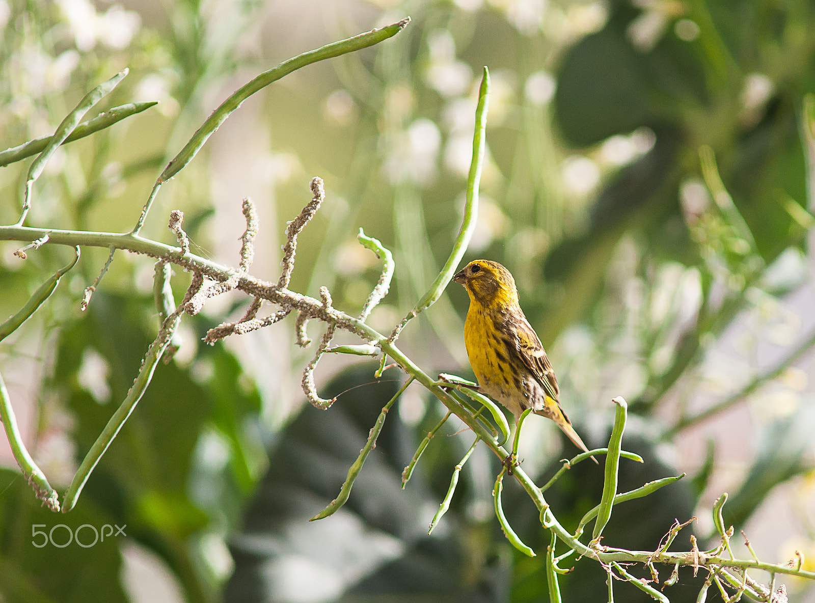 Nikon D90 + AF Nikkor 300mm f/4 IF-ED sample photo. Yellow bird photography