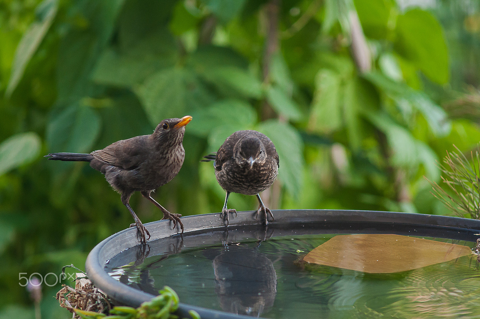 AF Nikkor 300mm f/4 IF-ED sample photo. Black bird family photography