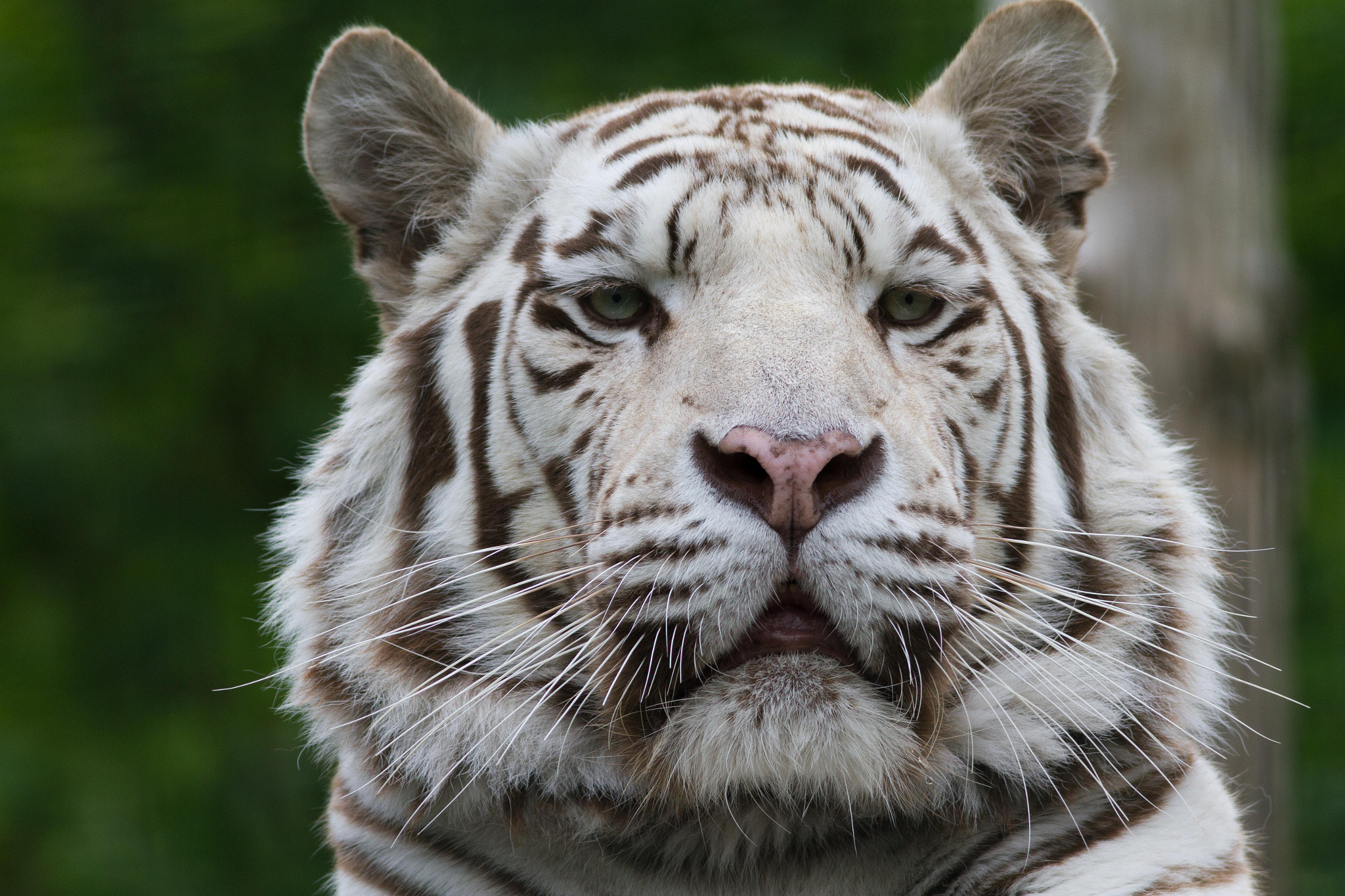 Canon EOS 7D + Canon EF 400mm F5.6L USM sample photo. White tiger portrait photography