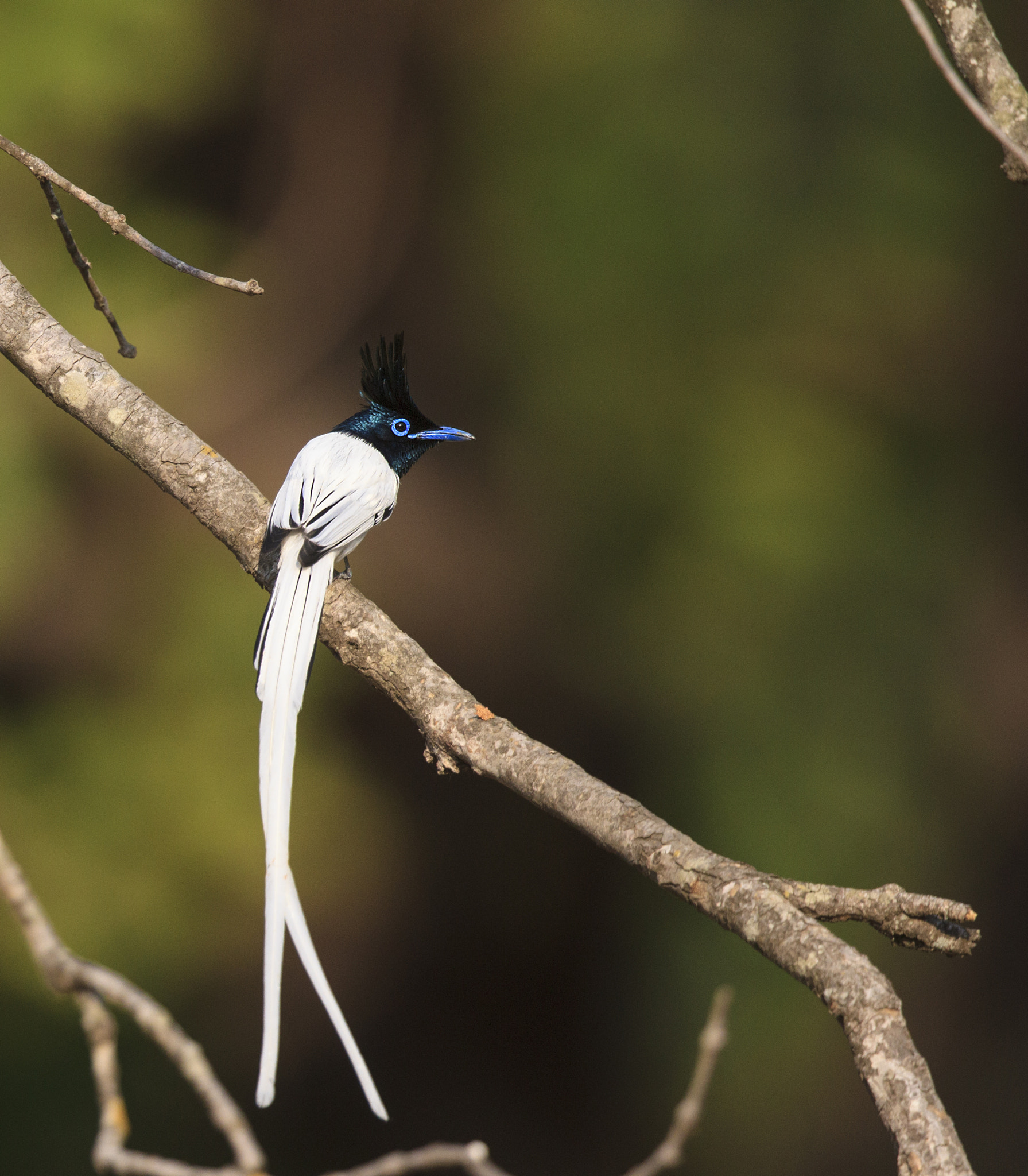 Canon EOS-1D Mark IV + Canon EF 500mm F4L IS II USM sample photo. Male asian paradise flycatcher perched photography