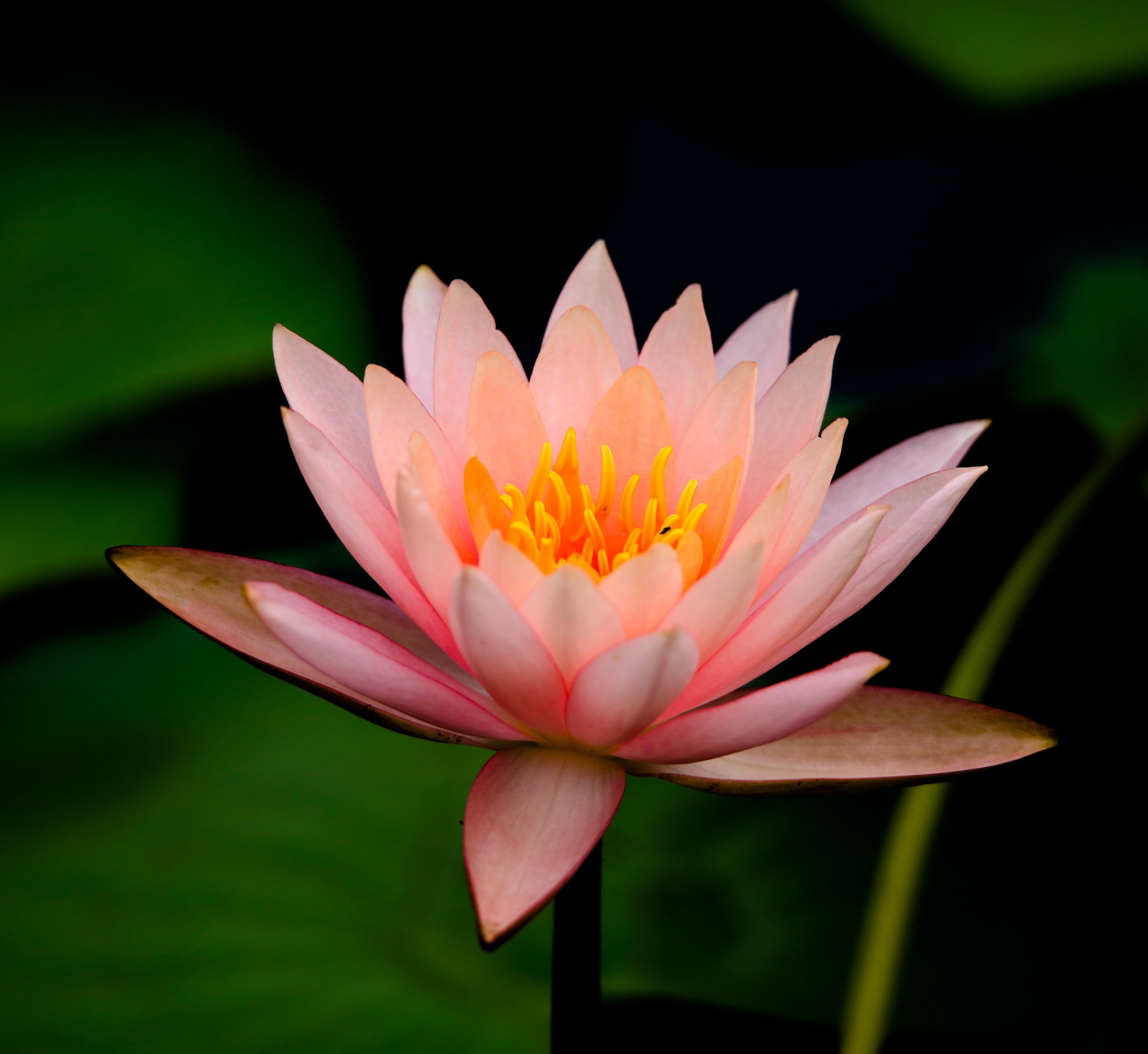 Tamron SP 150-600mm F5-6.3 Di VC USD sample photo. Waterlily photography