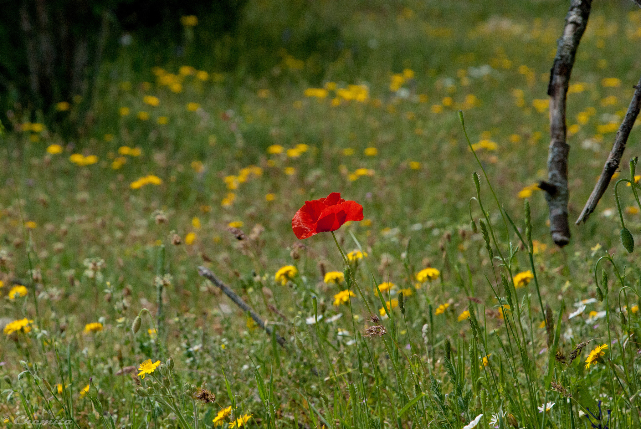 Nikon D60 sample photo. Disidencia photography