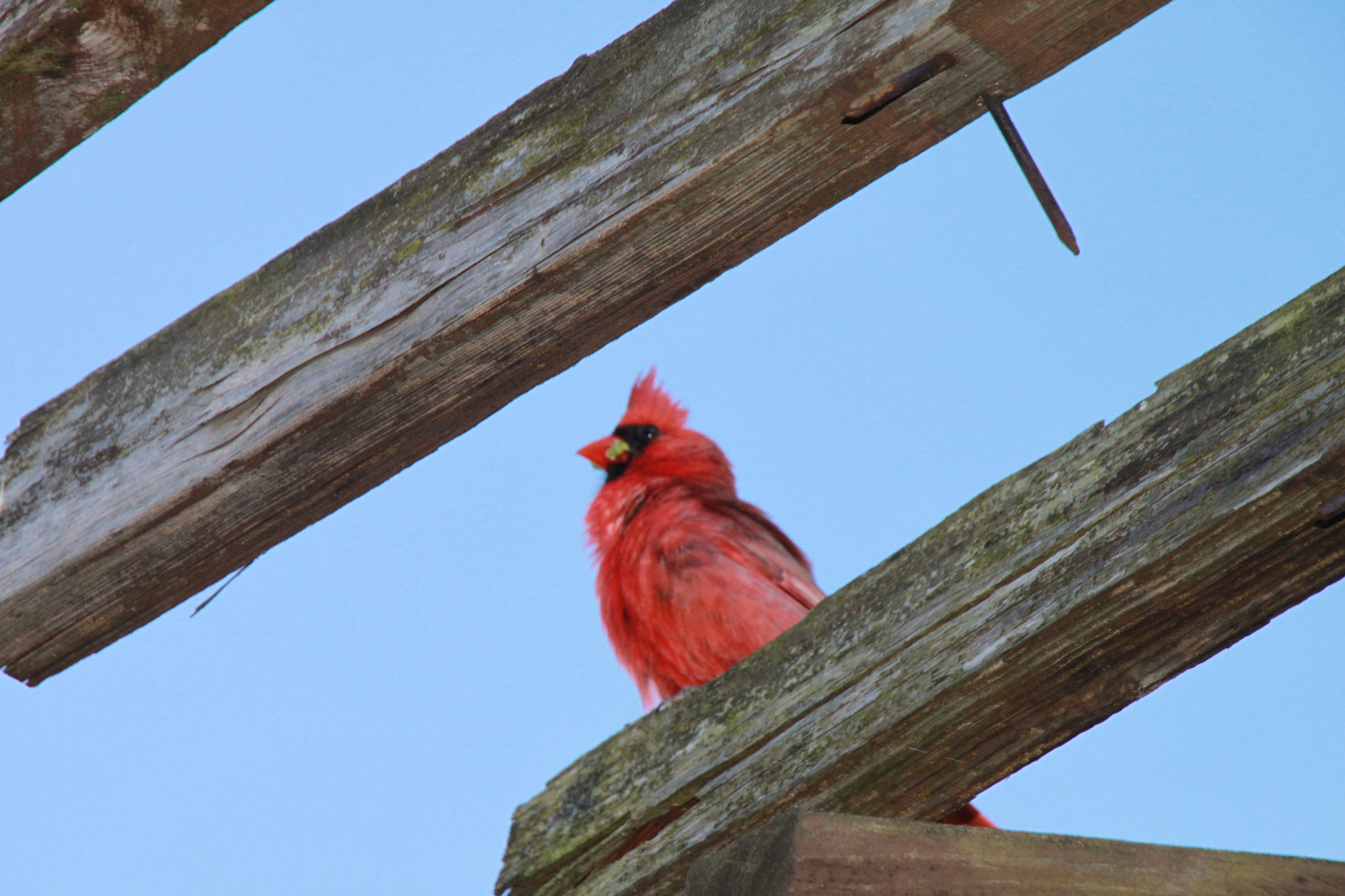 Canon EOS 500D (EOS Rebel T1i / EOS Kiss X3) sample photo. Bird photography