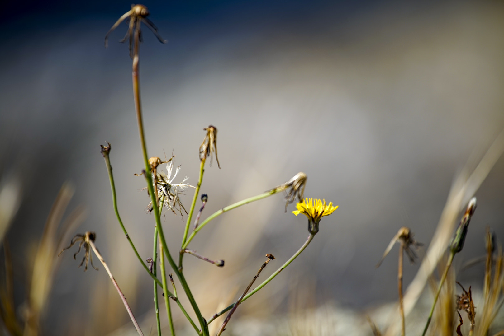 Sony a7R sample photo. The last mohican photography