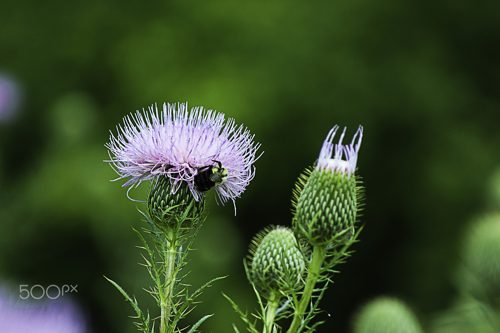 Canon EOS 550D (EOS Rebel T2i / EOS Kiss X4) + Canon EF 80-200mm F4.5-5.6 II sample photo. Thistle photography