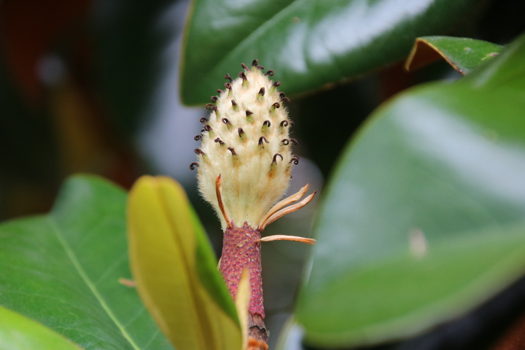 Canon EOS 760D (EOS Rebel T6s / EOS 8000D) sample photo. Magnolia tree flower photography