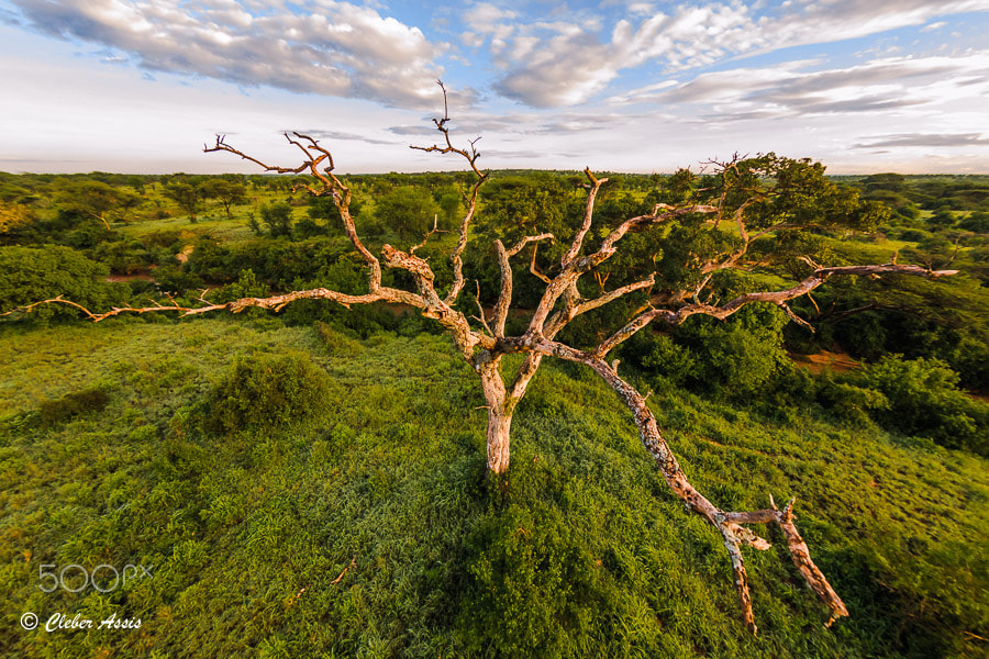 Canon EF 8-15mm F4L Fisheye USM sample photo. Vida selvagem photography