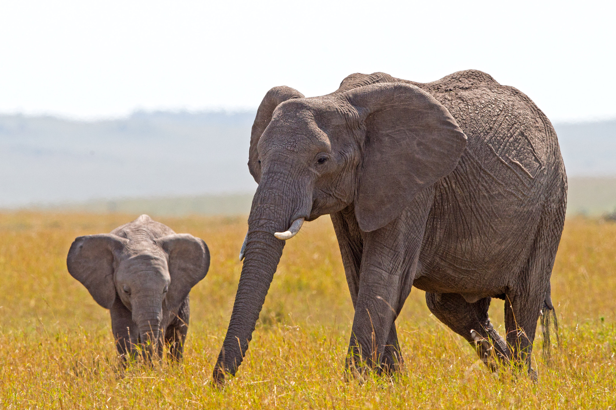 Canon EOS-1D X + Canon EF 400mm F2.8L IS II USM sample photo. Mother and baby elephant photography