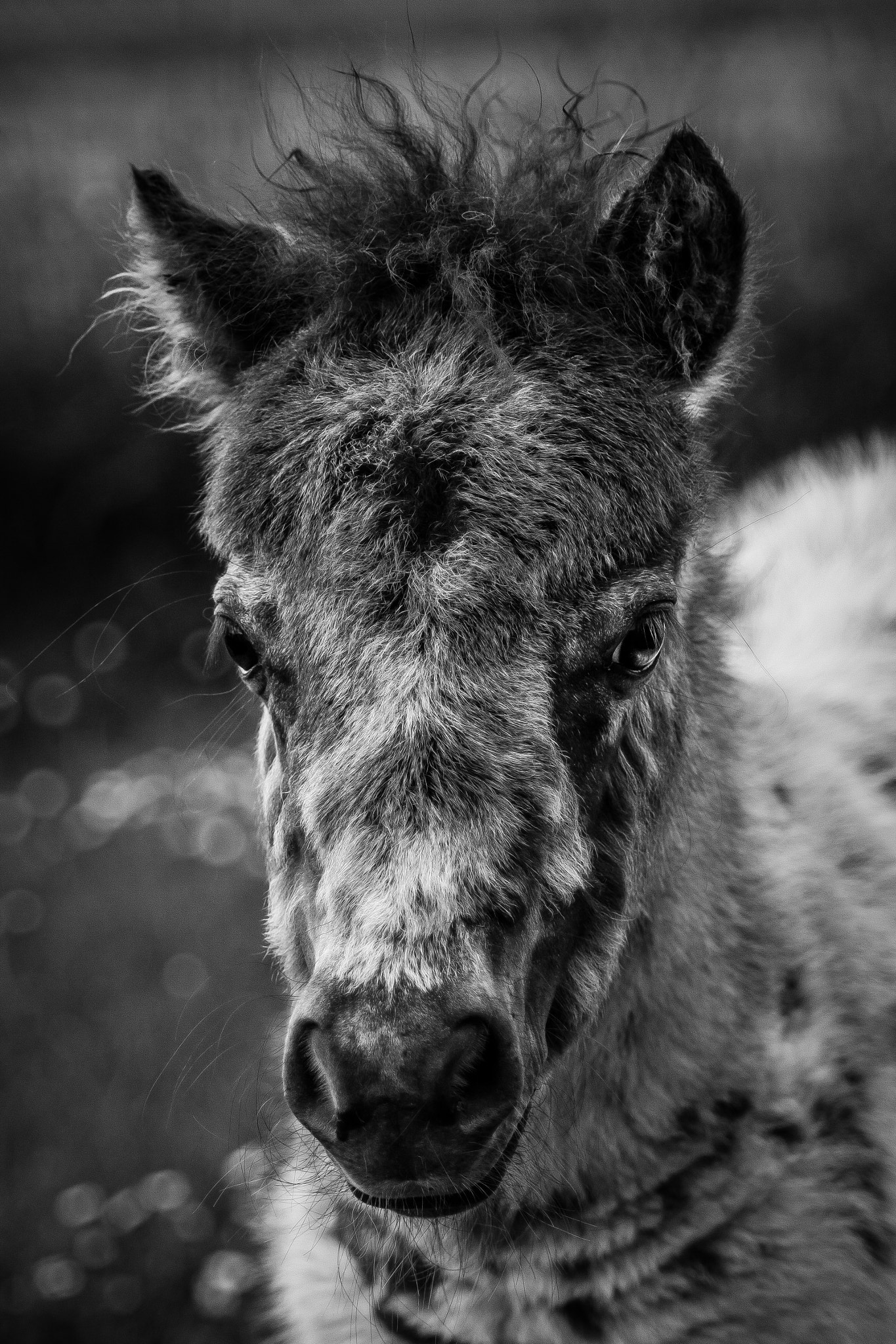 Canon EOS 50D + Tamron AF 70-300mm F4-5.6 Di LD Macro sample photo. Pony foal- reedit photography