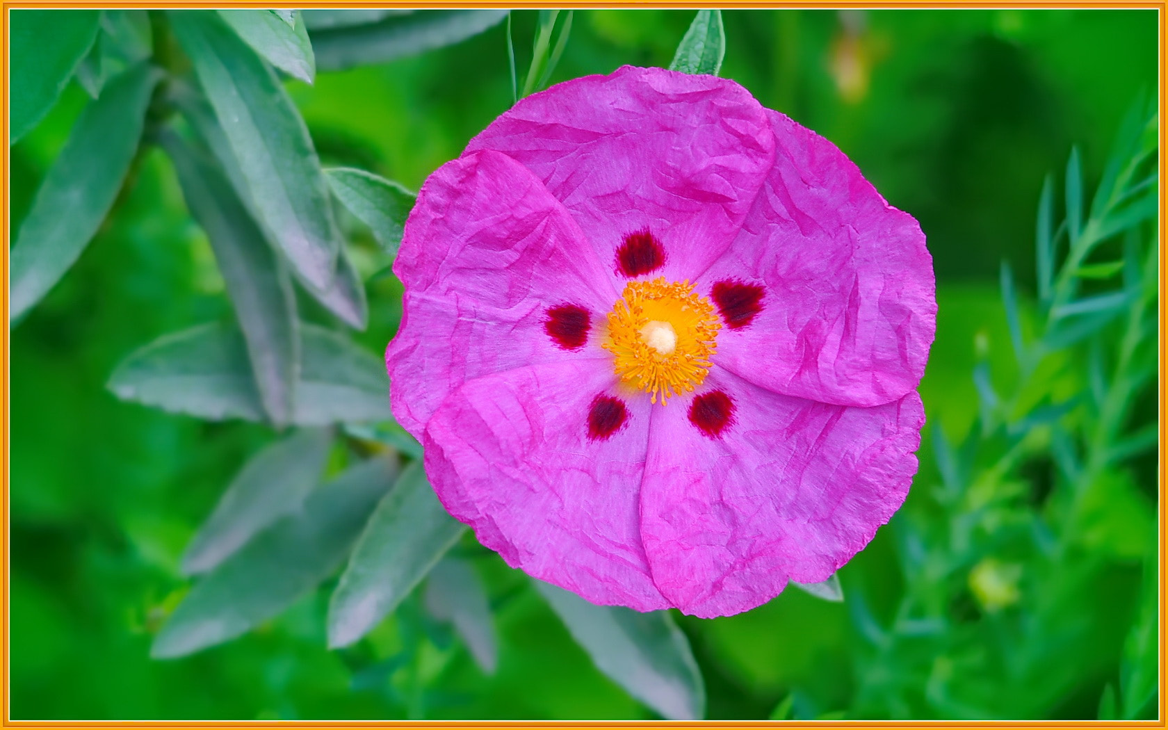 Sigma 120-400mm F4.5-5.6 DG OS HSM sample photo. Five spot rock-rose photography