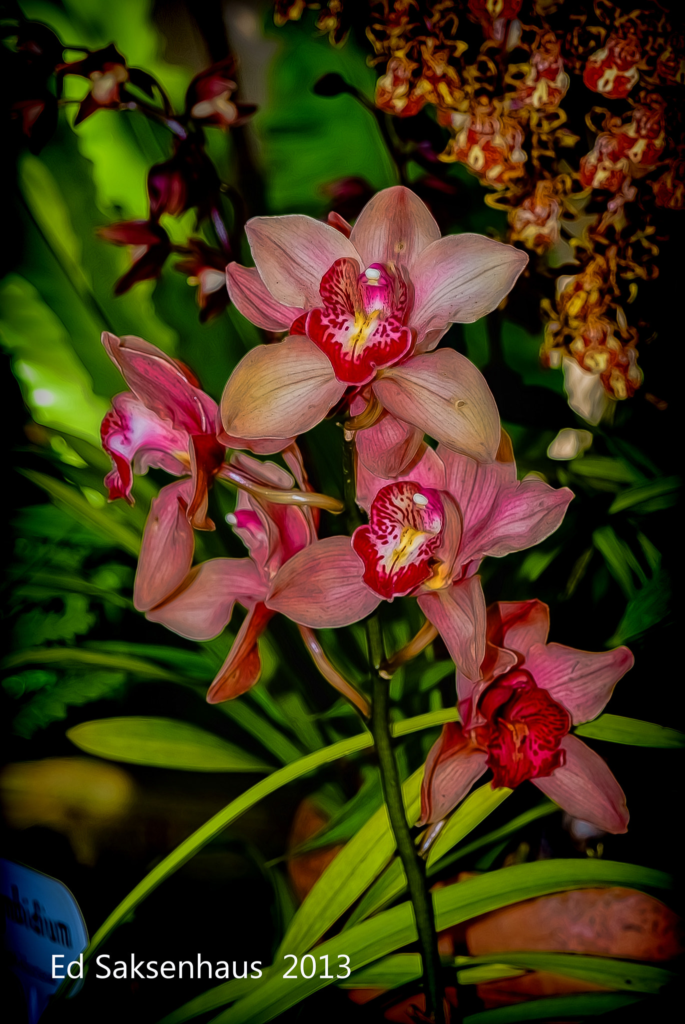 Nikon D200 + AF Zoom-Nikkor 24-120mm f/3.5-5.6D IF sample photo. Orchids photography