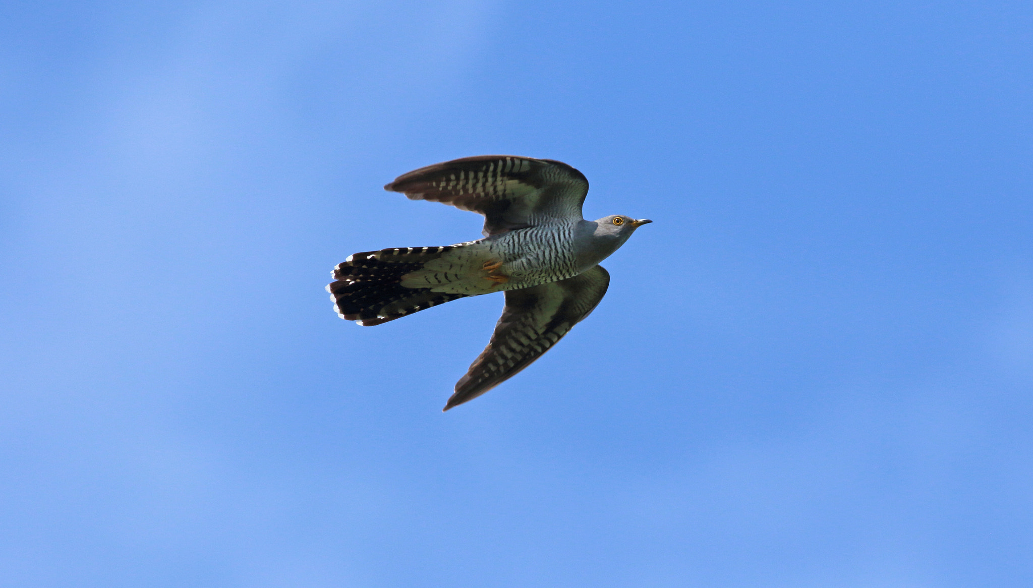 Canon EOS 7D Mark II + Canon EF 400mm F5.6L USM sample photo. Cuckoo in flight photography