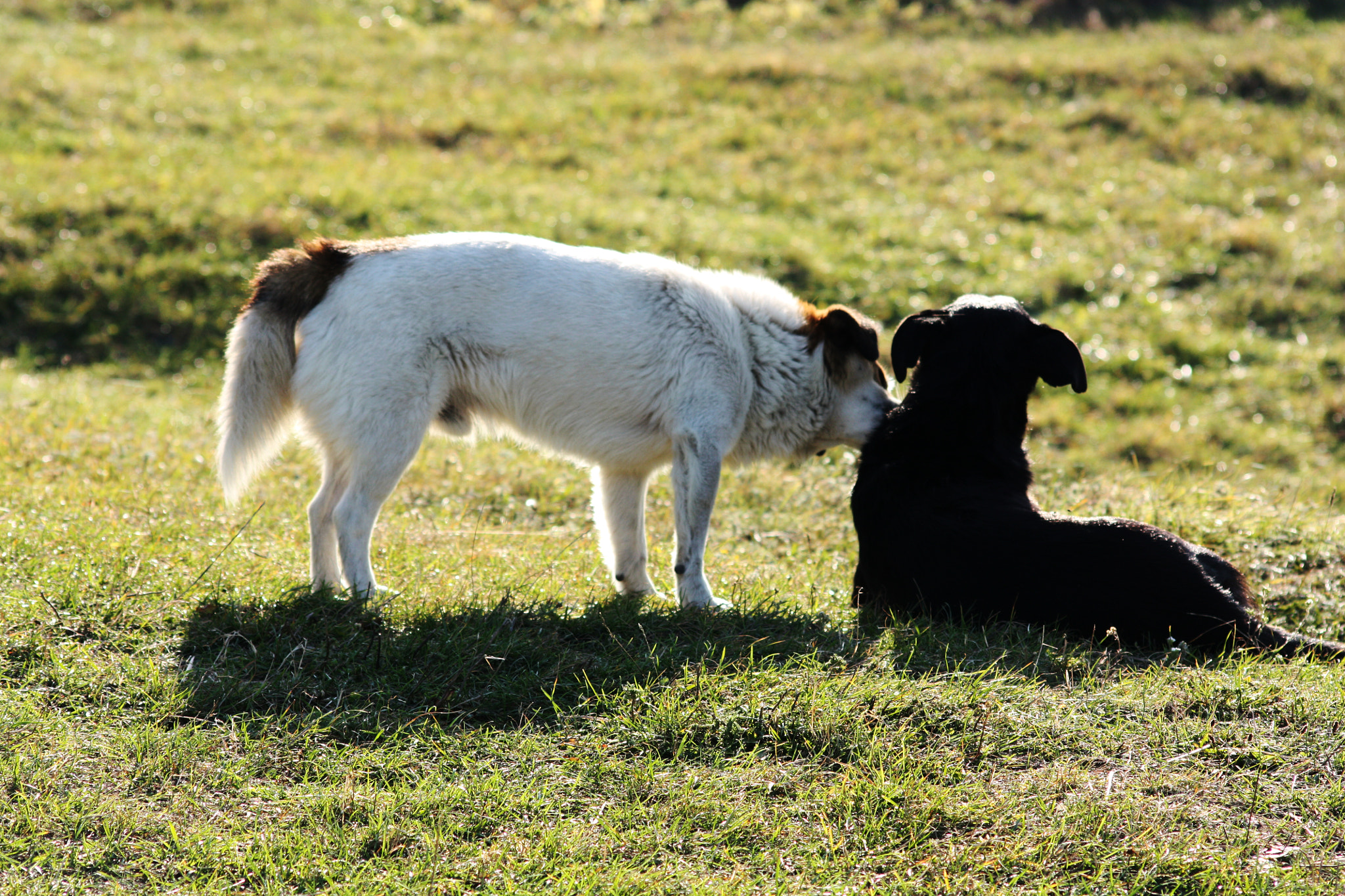 Canon EOS 450D (EOS Rebel XSi / EOS Kiss X2) sample photo. Dog's love photography