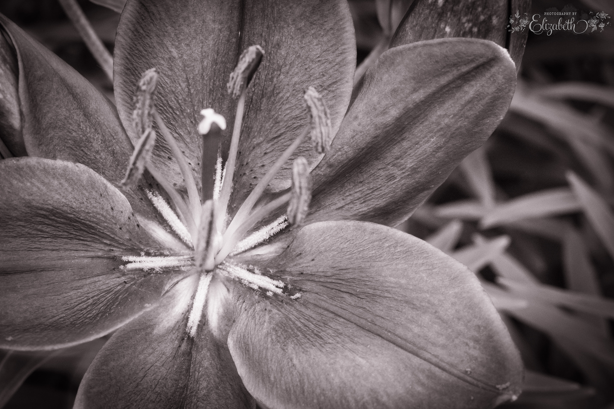 Canon EF-S 60mm F2.8 Macro USM sample photo. Lily photography