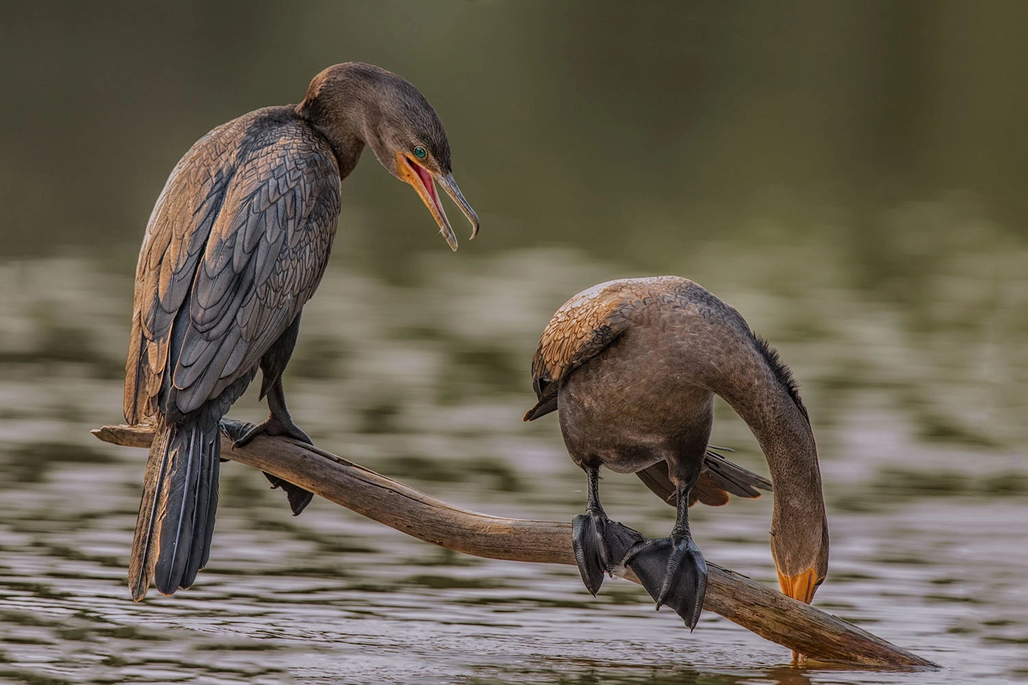 Nikon D4S + Nikon AF-S Nikkor 500mm F4G ED VR sample photo. Biguas photography