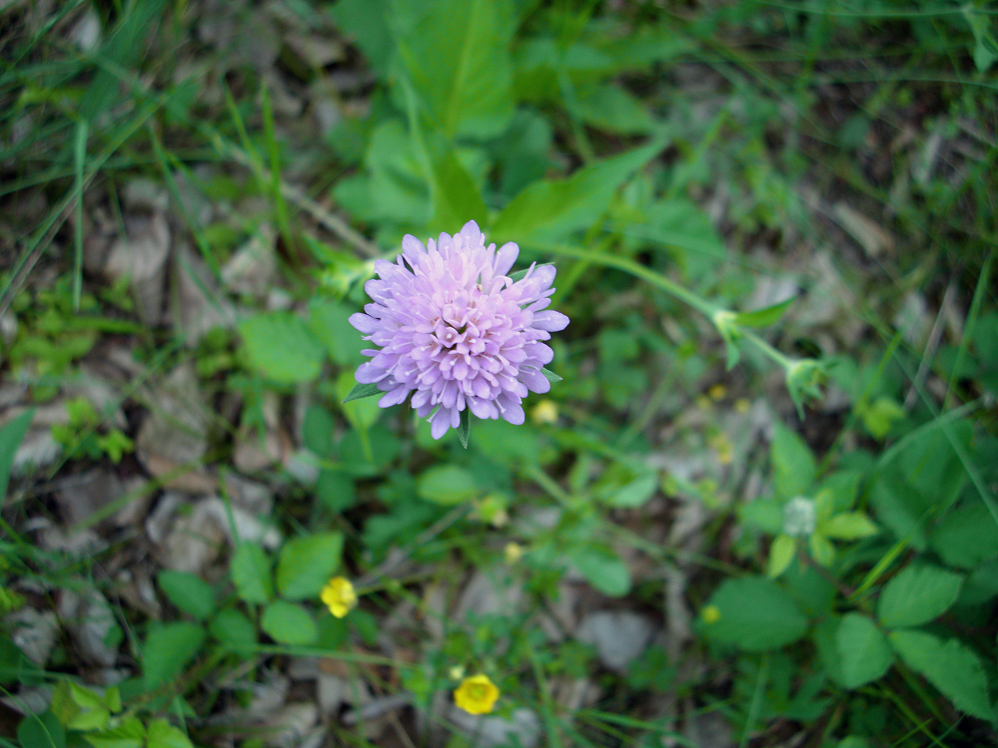 Benq DC C1060 sample photo. Floral levitation photography