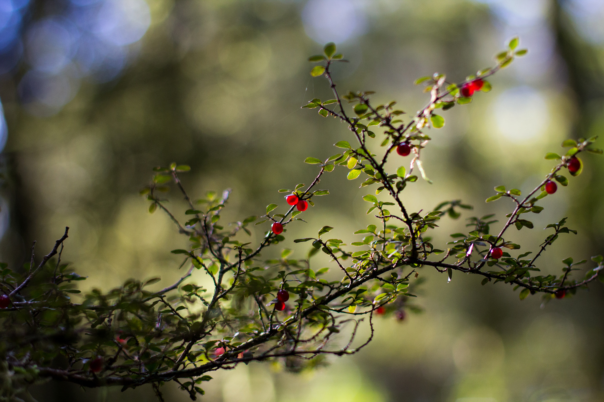 Canon EOS 600D (Rebel EOS T3i / EOS Kiss X5) + Canon EF 50mm F1.4 USM sample photo. Berries. photography