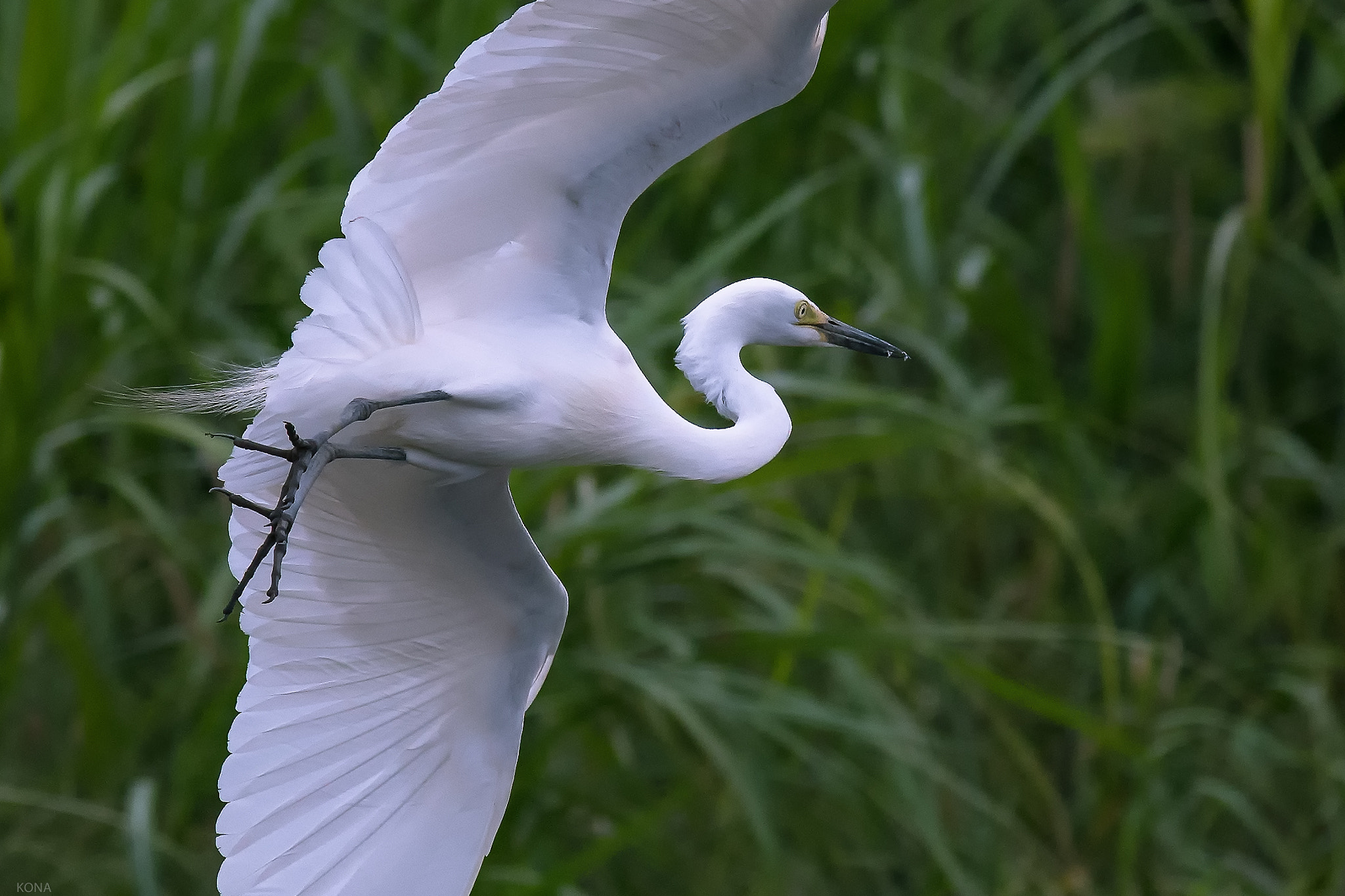 Nikon AF-S Nikkor 400mm F2.8G ED VR II sample photo. Sagi photography