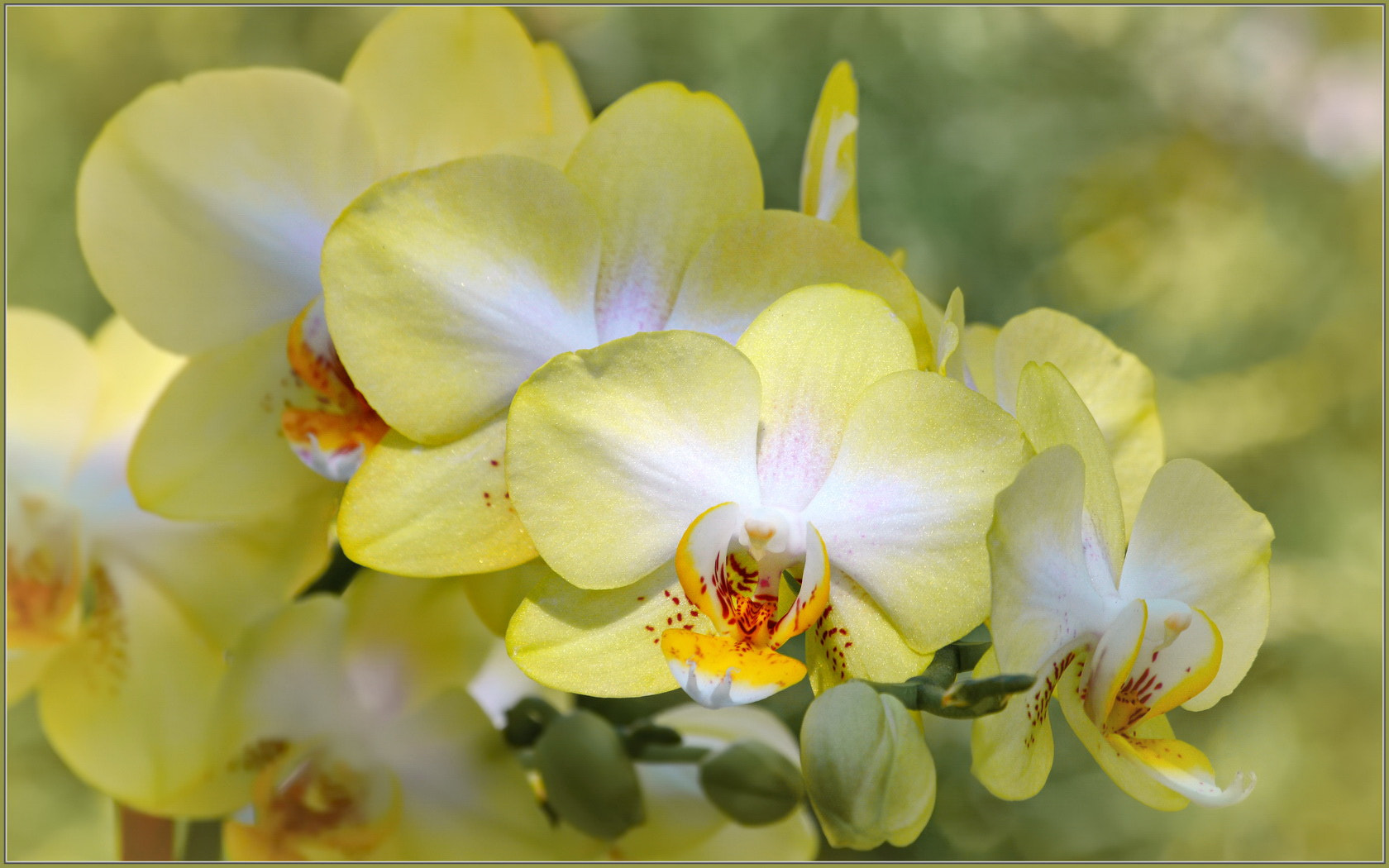 Sigma 70-300mm F4-5.6 APO Macro Super II sample photo. Phalaenopsis photography