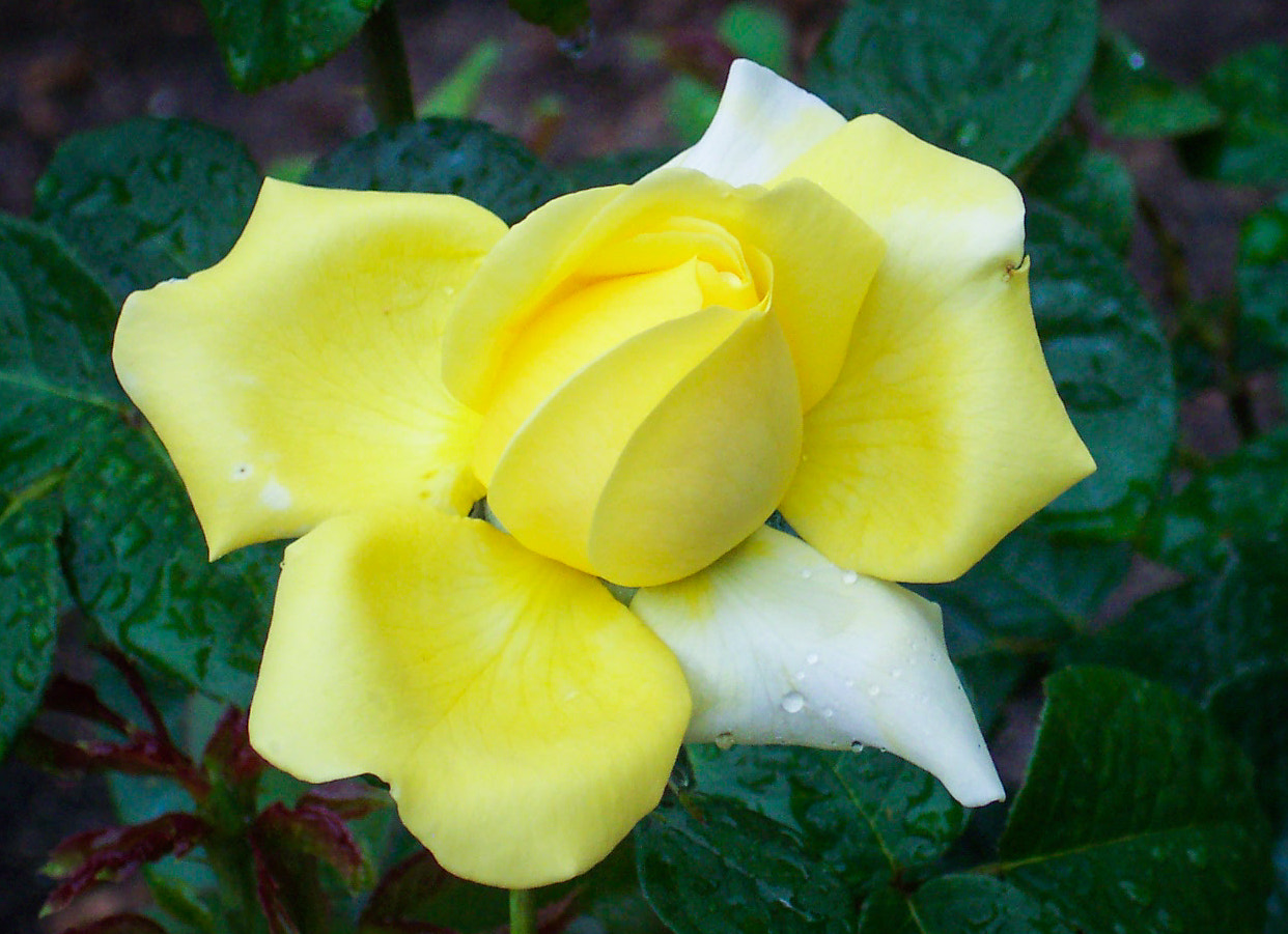Kodak DX4530 ZOOM DIGITAL CAMERA sample photo. Yellow rose raindrops photography