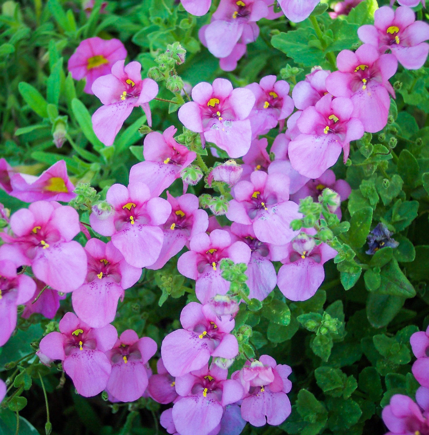 Kodak DX4530 ZOOM DIGITAL CAMERA sample photo. Cluster of lavender colored flowers photography