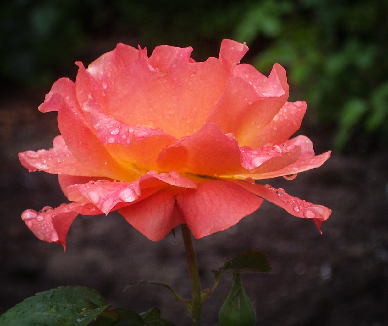 Kodak DX4530 ZOOM DIGITAL CAMERA sample photo. Coral rose raindrops photography