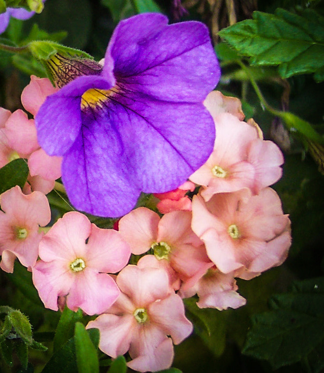 Kodak DX4530 ZOOM DIGITAL CAMERA sample photo. Purple flower amid pink blossoms photography