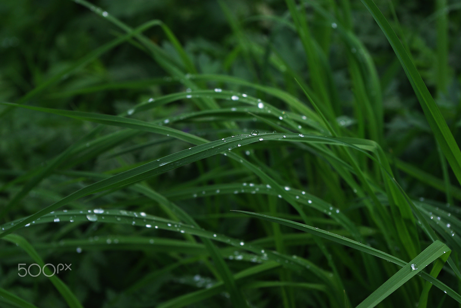 Pentax K-m (K2000) + smc PENTAX-DA L 18-55mm F3.5-5.6 sample photo. Glass drops photography