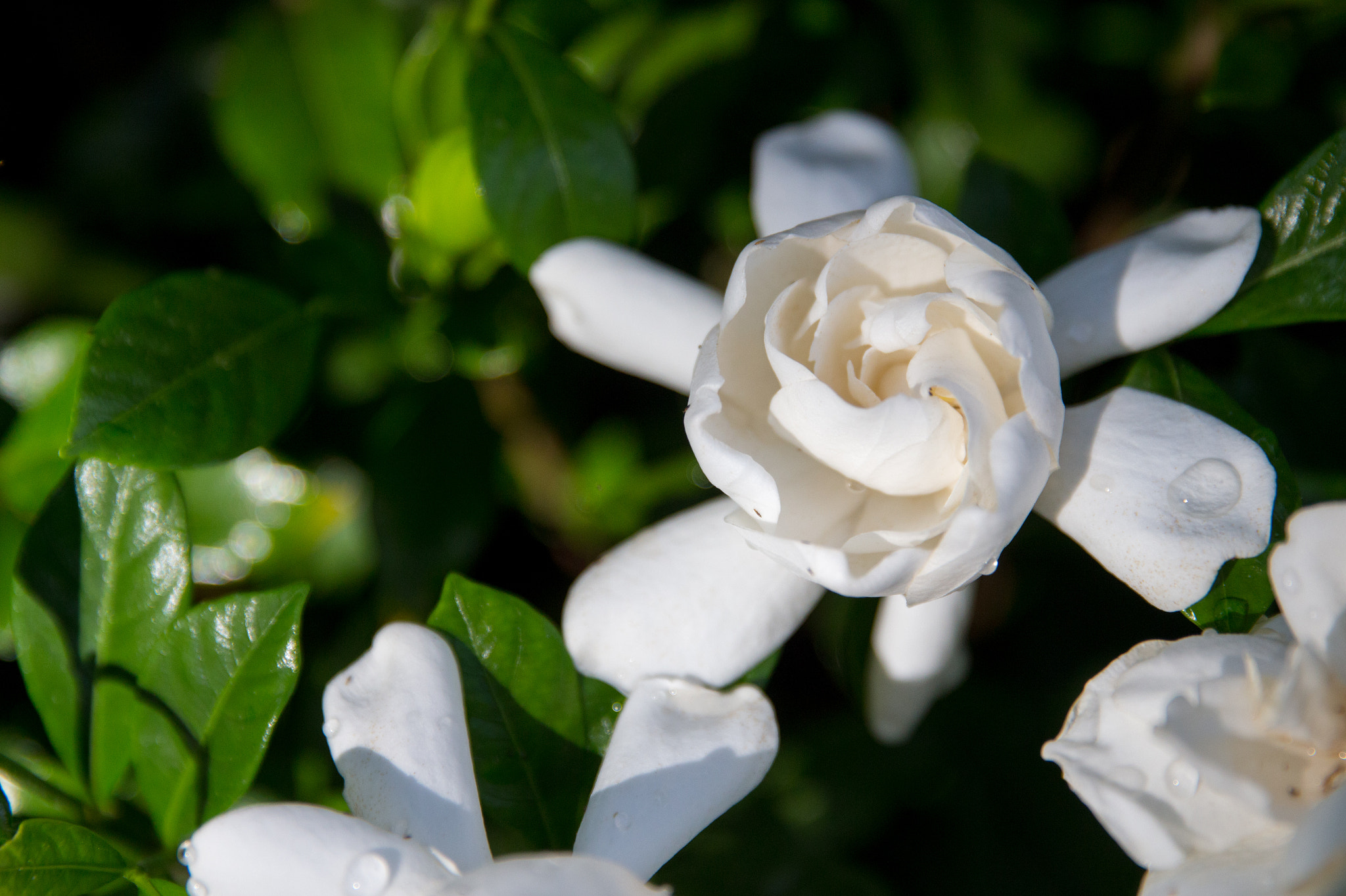 Canon EOS 650D (EOS Rebel T4i / EOS Kiss X6i) sample photo. Gardenia after the rain photography