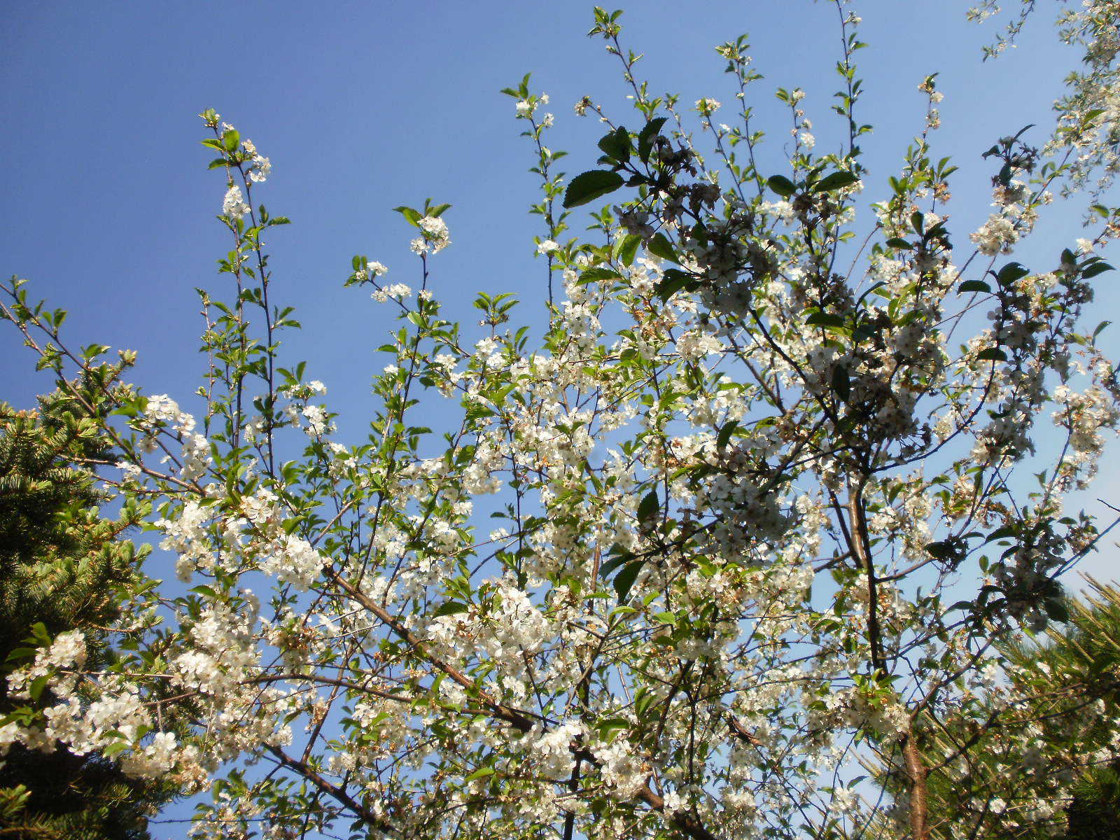 Olympus FE46,X41,X42 sample photo. Cherry & apple blossoms 1 photography