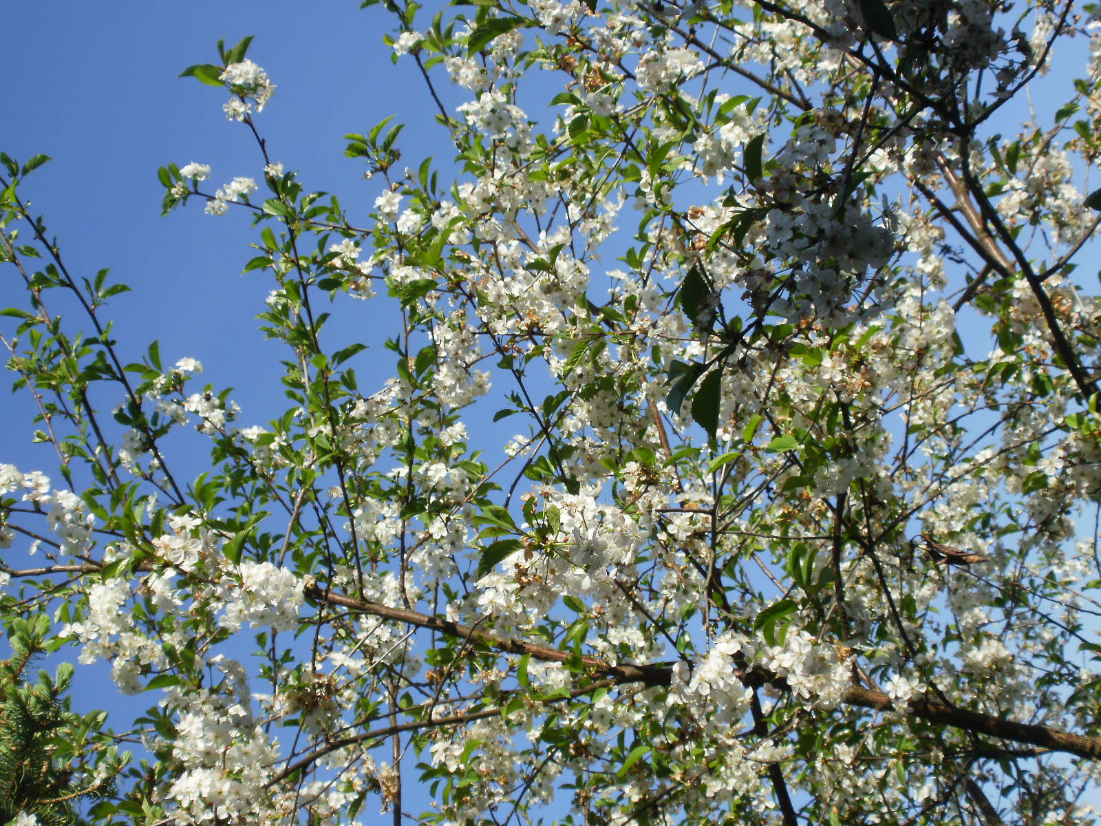 Olympus FE46,X41,X42 sample photo. Cherry & apple blossoms 2 photography