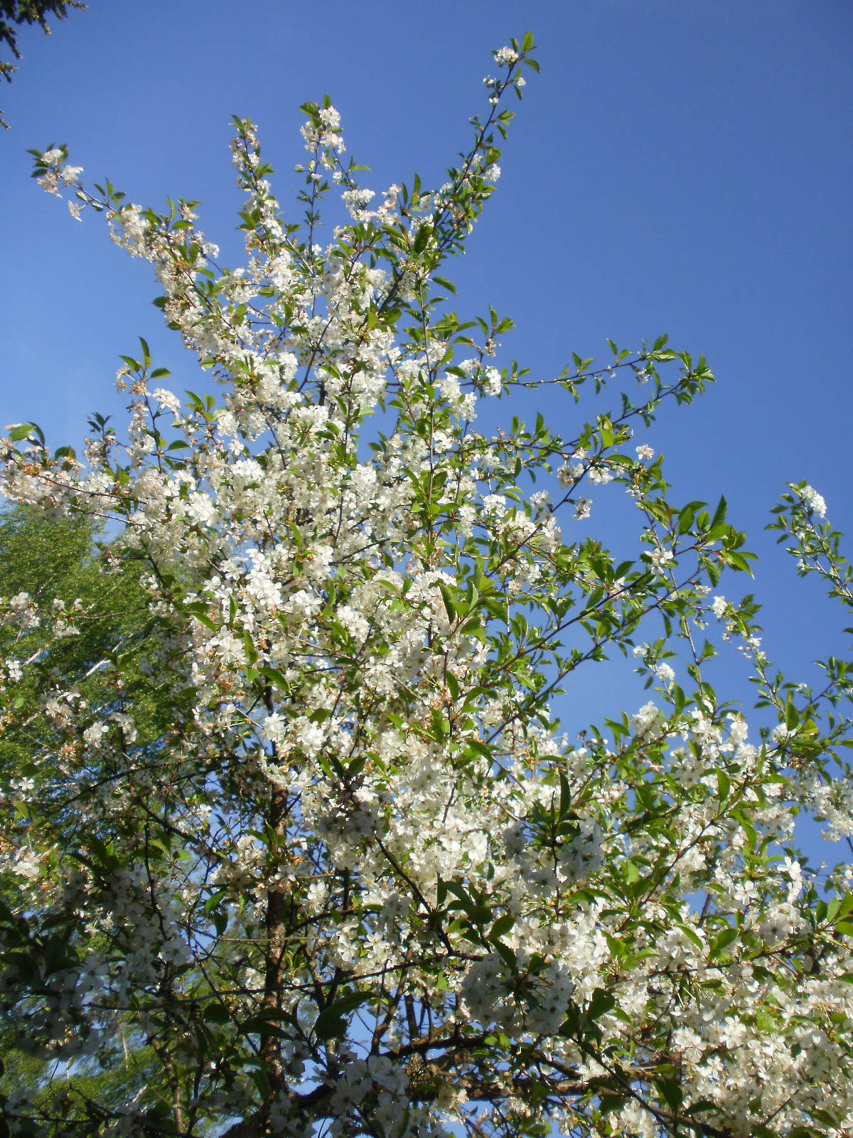 Olympus FE46,X41,X42 sample photo. Cherry & apple blossoms 3 photography