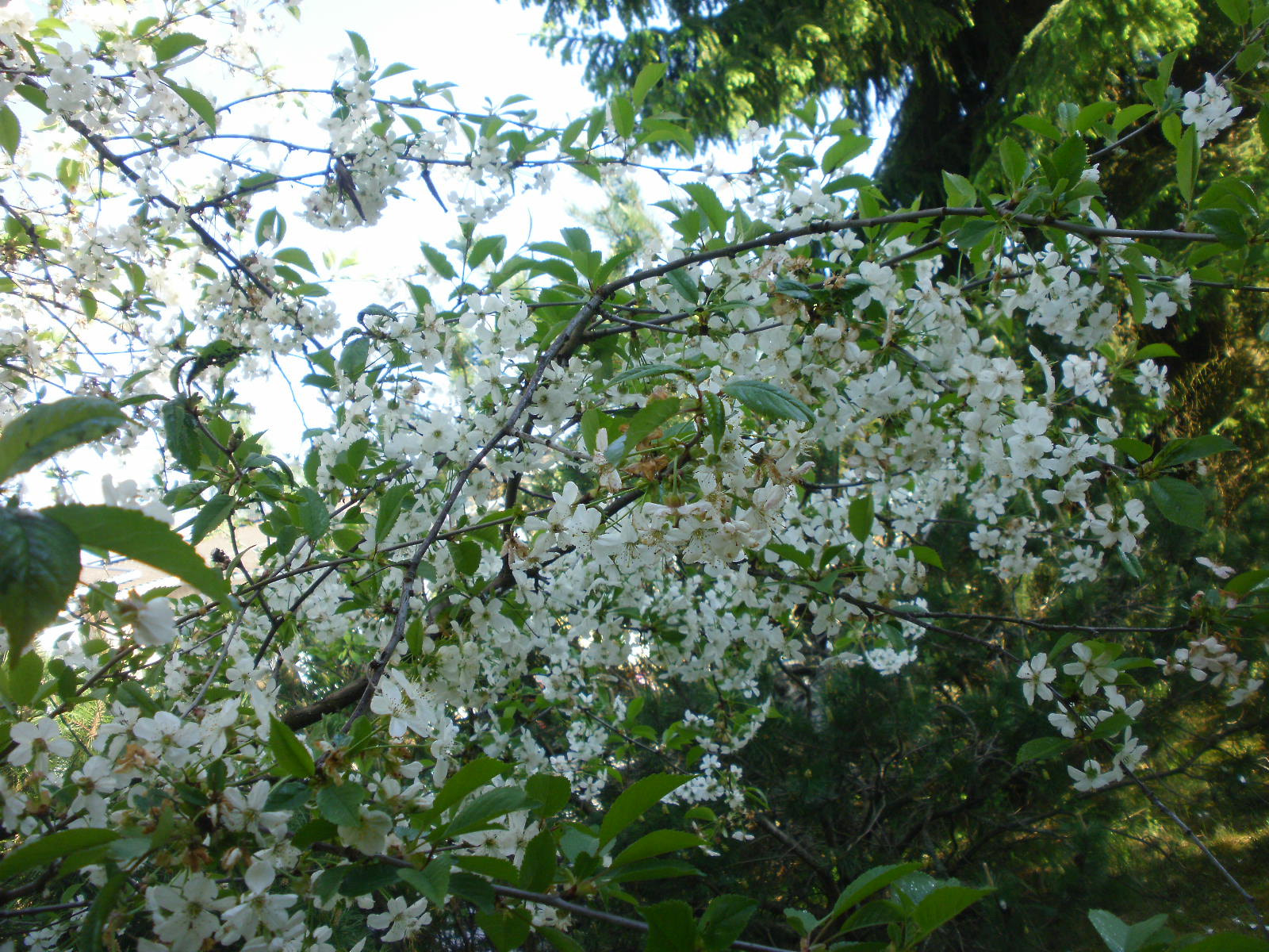 Olympus FE46,X41,X42 sample photo. Cherry & apple blossoms 4 photography