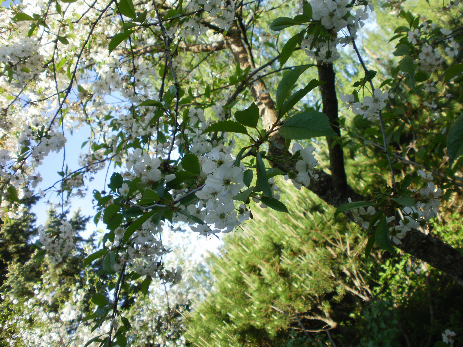 Olympus FE46,X41,X42 sample photo. Cherry & apple blossoms 5 photography