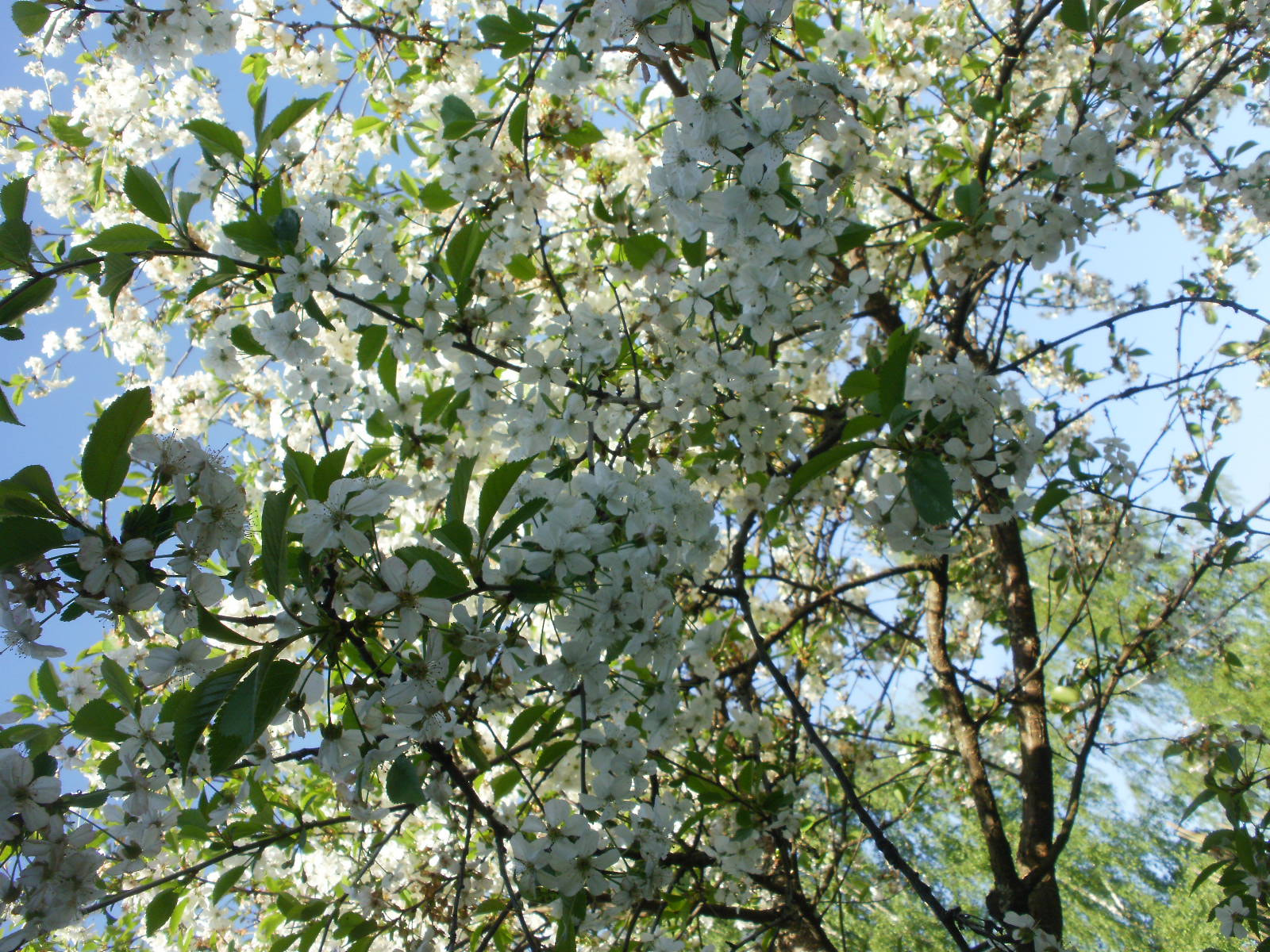Olympus FE46,X41,X42 sample photo. Cherry & apple blossoms 6 photography