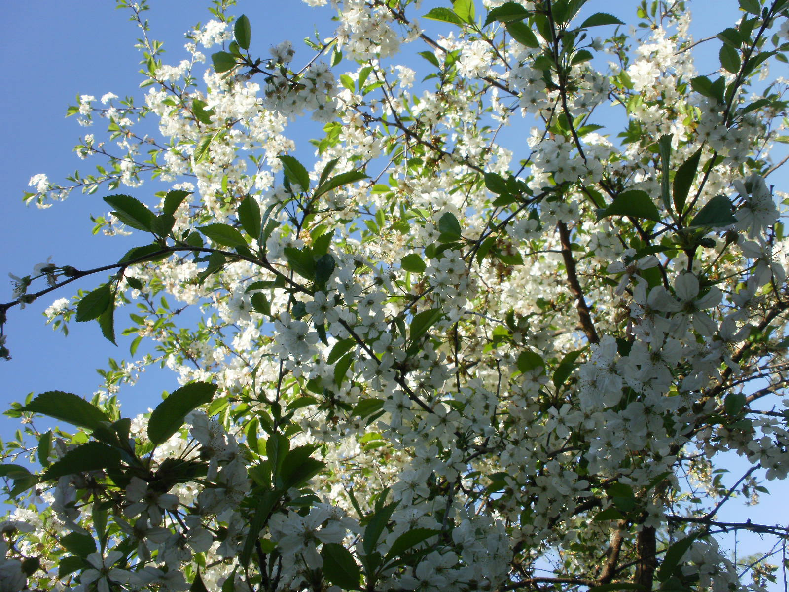 Olympus FE46,X41,X42 sample photo. Cherry & apple blossoms 7 photography