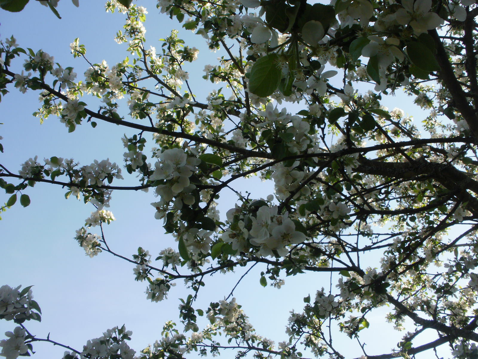 Olympus FE46,X41,X42 sample photo. Cherry & apple blossoms 8 photography