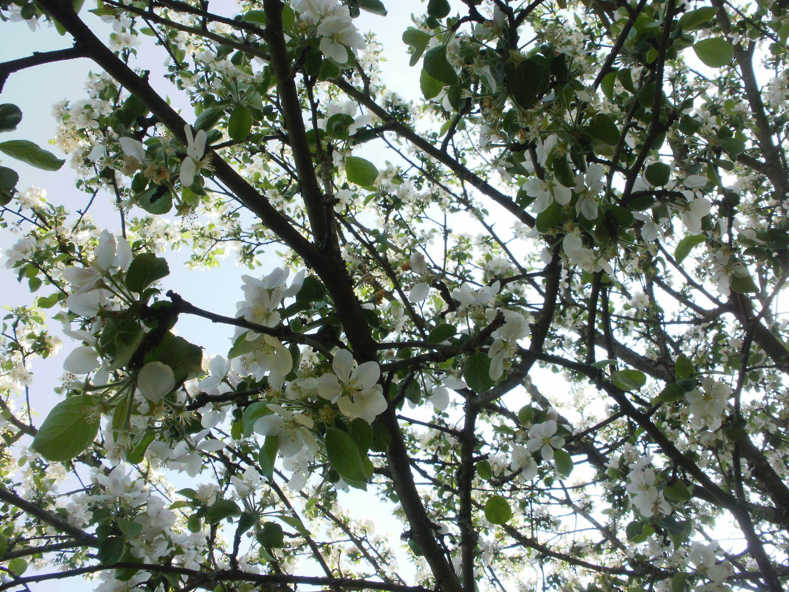 Olympus FE46,X41,X42 sample photo. Cherry & apple blossoms 9 photography