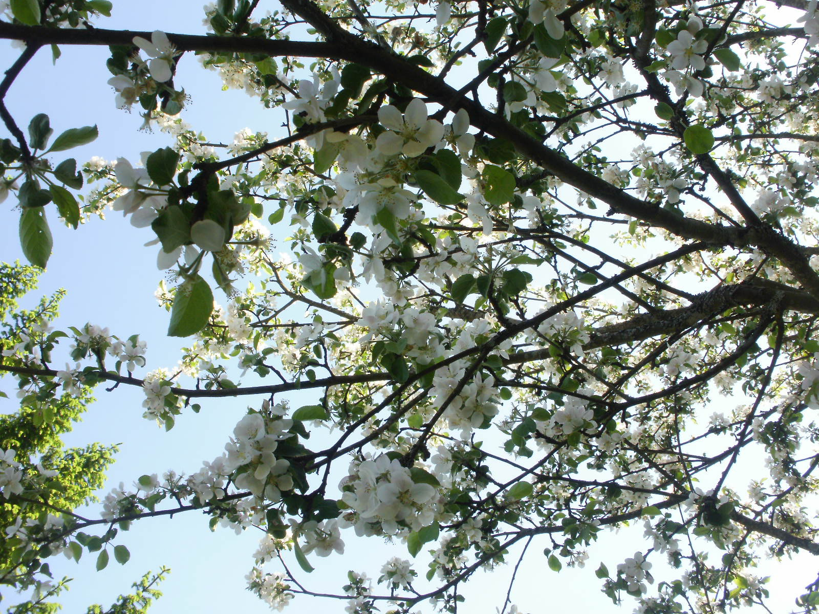 Olympus FE46,X41,X42 sample photo. Cherry & apple blossoms 9 photography
